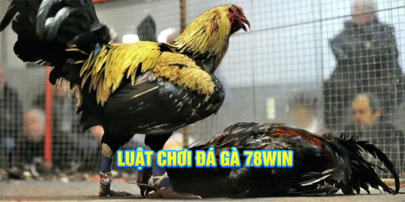 Luật chơi đá gà 78win